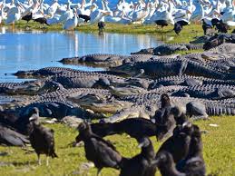 If you're walking around the campground, you can hear some road noise from 72 off in the distance. Florida Parks 5 Reasons To Visit Myakka State Park News Sarasota Herald Tribune Sarasota Fl
