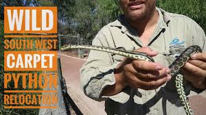 perth australia perth snake catcher