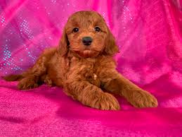 We breed various sizes and colors of we are an iowa state licensed business and therefore must charge 7% iowa state tax for any puppies. Miniature Goldendoodle Puppies For Sale Breeder In Iowa