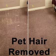 pet hair removal from carpets rugs and