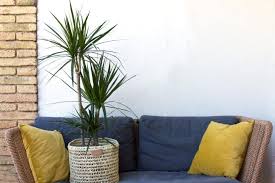 Dracaena marginata foliage grows atop long, bare stems called canes. Dracaena Plant Best Types How To Grow And Care For Beginners Florgeous