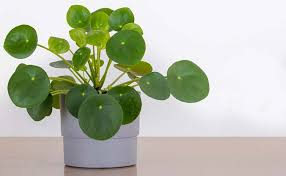 Which Houseplants Are Safe For Pets