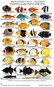 Tropical Aquarium Fish Guide Saltwater Aquarium Fish Fish
