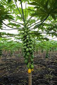 Has anyone ever grown hawaiian papaya successfully in this area? Where To Buy Hawaii Grown Papayas Hawaii Magazine