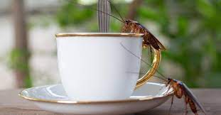 does coffee have roaches myth vs