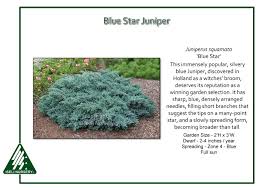 juniperus squamata blue star iseli