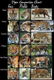 Tiger Chart Animals Tiger Species Big Cats