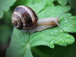 how to find and catch a garden snail