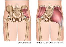 These include the iliopsoas muscle. How Underactive Gluteal Muscles Can Cause Lower Back Pain Lifemark