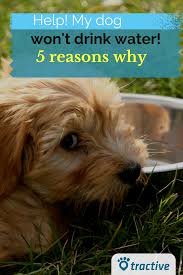 In this article, we're going to go over some reasons young dogs may consume more water, including causes of dehydration that we might water is yummy and refreshing, and some dogs just love to drink it. My Dog Won T Drink Water Top 5 Reasons And Best Solutions Tractive Dogs Drinking Water Dog Advice