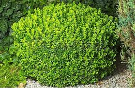 bushes to grow in the yard