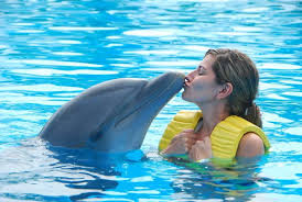 dubai dolphinarium dolphin seal