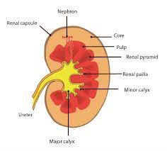1. Functional Morphology of the Kidneys • Functions of Cells and Human Body