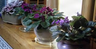 Decide which color you prefer, or try growing different varieties. Learn How To Care For African Violets With These Great Instructions Buffalo Niagaragardening Com