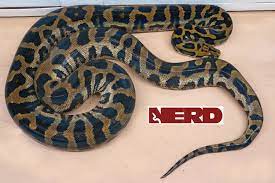 hybrid reticulated python traits
