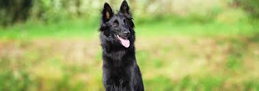 belgian sheepdog breed facts and