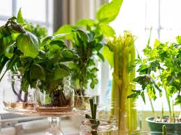 grow a countertop hydroponic garden