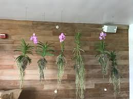 Gorgeous Orchids Hanging Picture Of 1