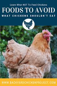 As you can see, the list of foods that chickens can eat is pretty epic! What Not To Feed Chickens 33 Foods To Avoid