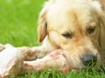 (by vca west los angeles animal hospital) bone marrow transplantation. Multiple Myeloma Or Bone Marrow Cancer In Dogs Pets4homes