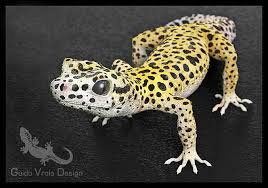 leopard gecko 3d model cgtrader