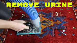 how to clean an area rug pet urine