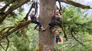climb 300 foot trees at silver falls