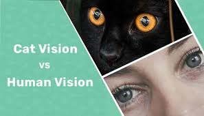 cat vision vs human vision vet