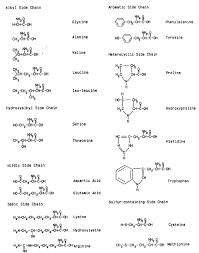 Chemistry Of Filled Animal Glue Systems