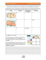 This handout can make a great exit ticket supplement so that every class minute is valuable. Amoeba Sisters Monohybrid Crosses Mendelian Answer Key Fill Online Printable Fillable Blank Pdffiller