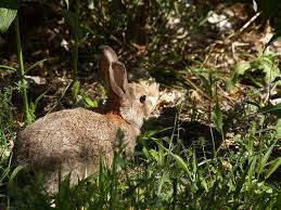 keep rabbits out of your fall garden