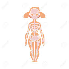 Educational Anatomy Chart Infographics Of Human Skeleton Female