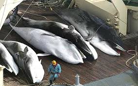 Japan, still fighting for whaling