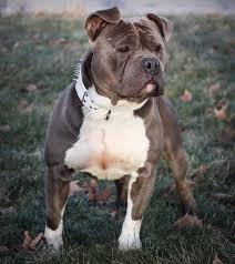 Blue Nose Pitbull The 20 Interesting Facts About The