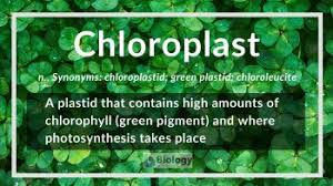 chloroplast definition and exles