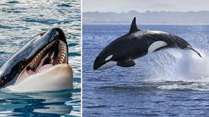 Toothed whales toothed whales are carnivorous and as their name implies they have teeth that. The Animal From Which Great Whites Flee 5 Killer Records Held By Orcas Guinness World Records