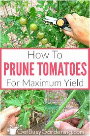 how to prune tomato plants for maximum