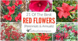 Red Flowers Perennials Annuals