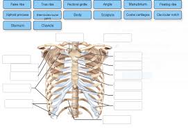 Learn about anatomy b rib cage with free interactive flashcards. Solved Label The Following Bones Features Bone Markings Chegg Com
