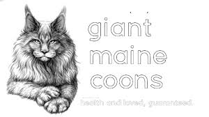 giant maine cats black