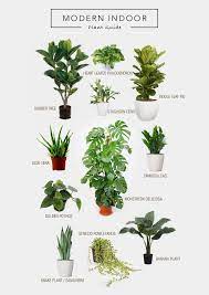 Non Toxic House Plants For Cats