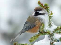LesleytheBirdNerd - Such a sweet little face <3 Boreal Chickadees are  beautiful little angels. The lovely one in this photo is Speck, a male that  I've known for roughly 3 or 4