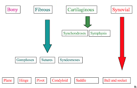 This Image Depict A Flow Chart For The Classifications Of