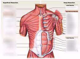To know whether or not an exercise targets the right muscles or not, scientists use a type of test called electromyography (emg). Anatomy Chapter 10 11 Frontal Chest Muscles Diagram Quizlet