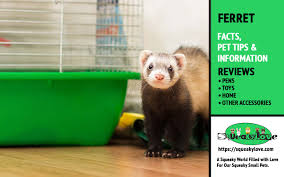 In fact, the ferret is sometimes called a domesticated polecat. Complete Ferrets Facts Tips Information Best 1 Ferret Lovers Site A World For Small Animal Pets