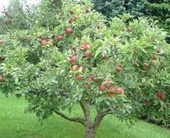 How To Grow Honeycrisp Apple Trees So Excited For Our Tree