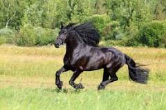 what-breed-of-horse-is-black-with-a-white-mane-and-tail