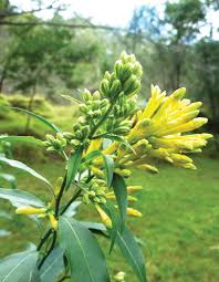 Green Cestrum Is Toxic To Animals