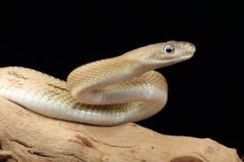 snake reptile stock photos fooe