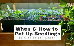 When How To Pot Up Seedlings